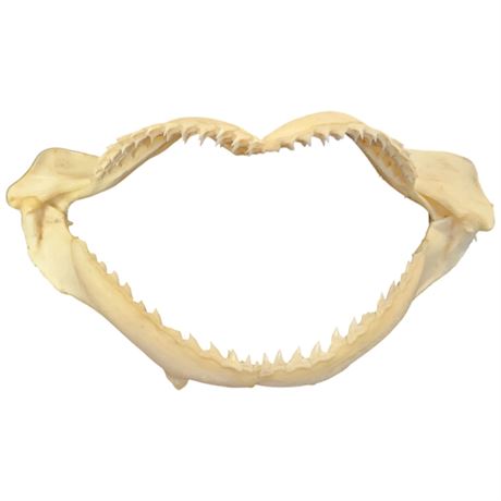 Shark Jaw Bone