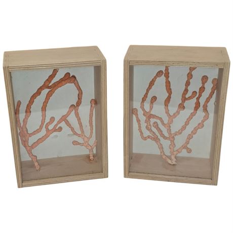 2 Pieces Of Coral, In Display Cases